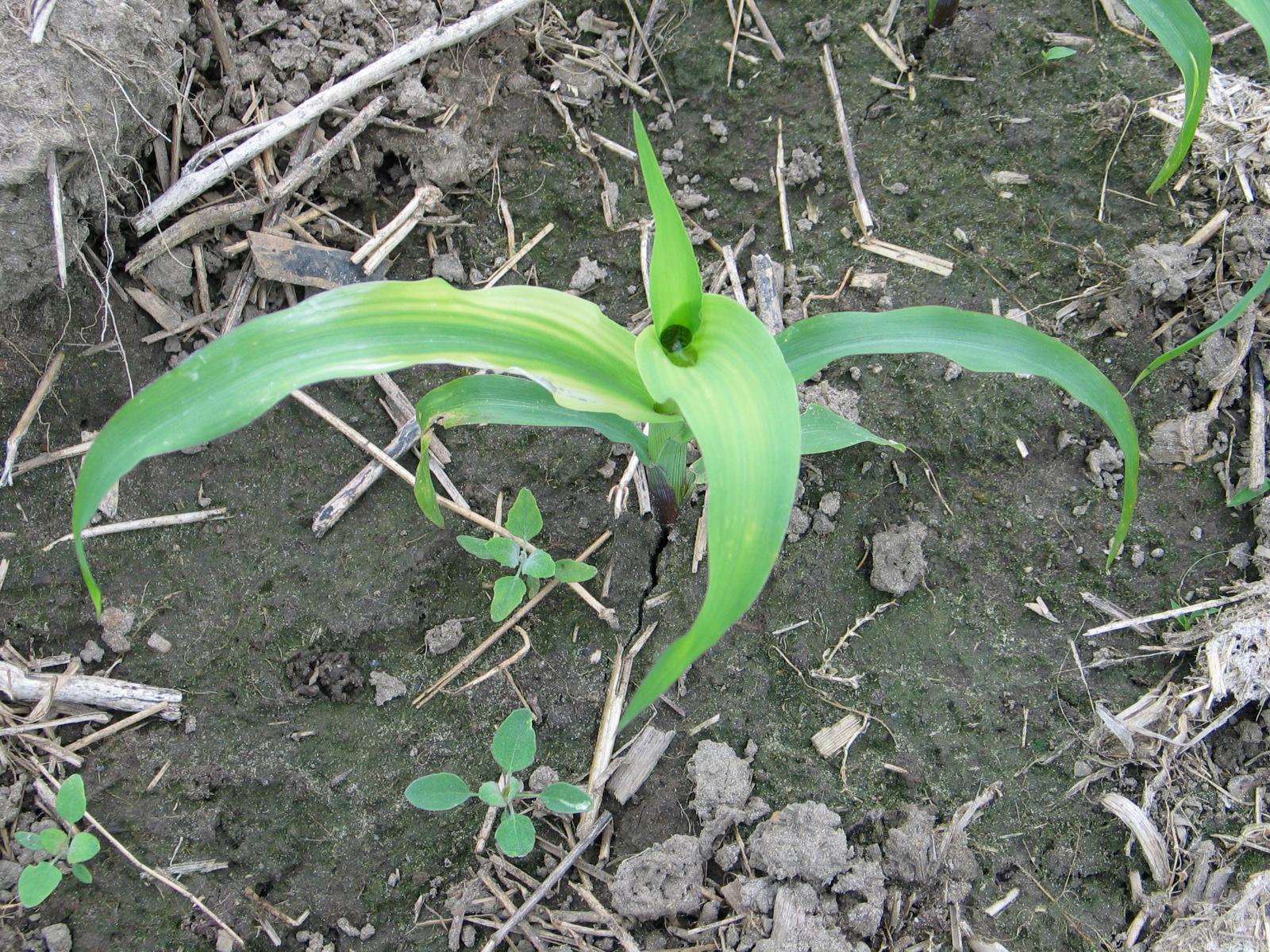 IRIIS phytoprotection Fiche technique Carence en zinc Zn Maïs