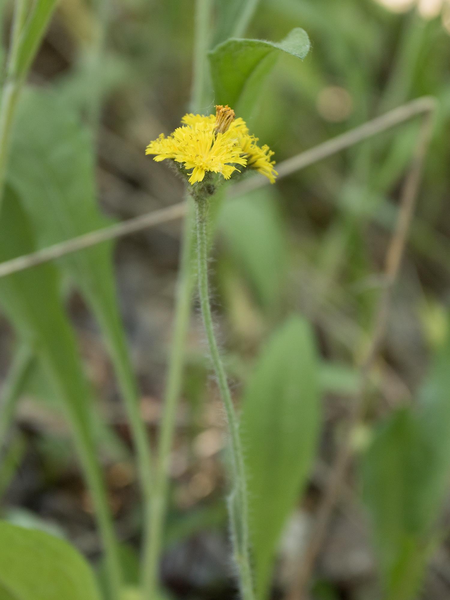 Laboratoire d'expertise et de diagnostic en phytoprotection - MAPAQ