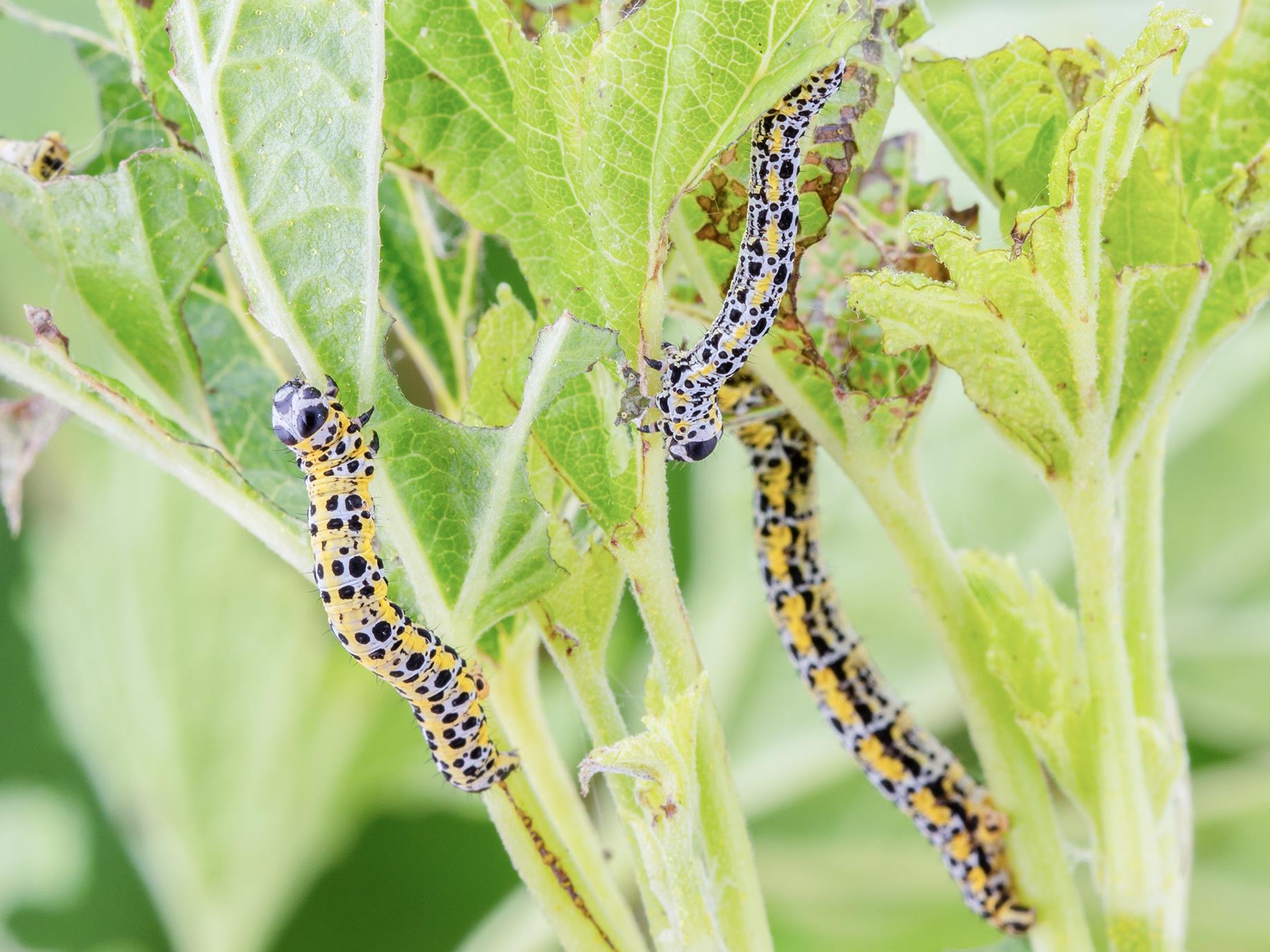 Laboratoire d'expertise et de diagnostic en phytoprotection - MAPAQ