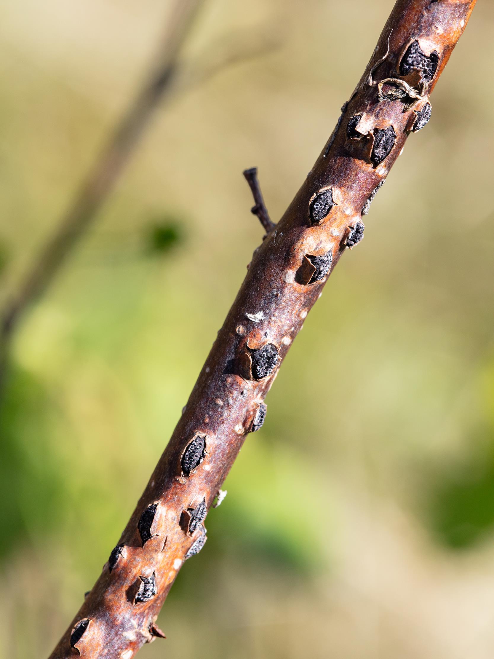 Laboratoire d'expertise et de diagnostic en phytoprotection - MAPAQ