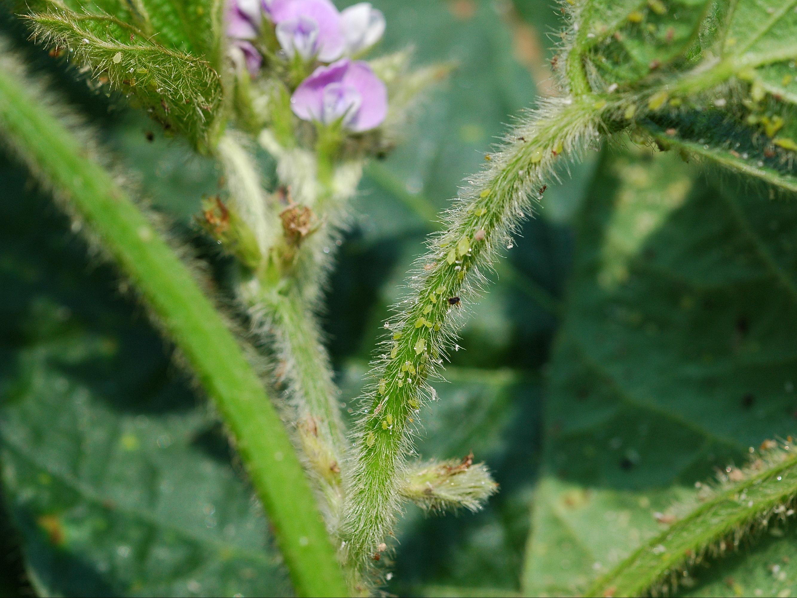 Laboratoire d'expertise et de diagnostic en phytoprotection - MAPAQ