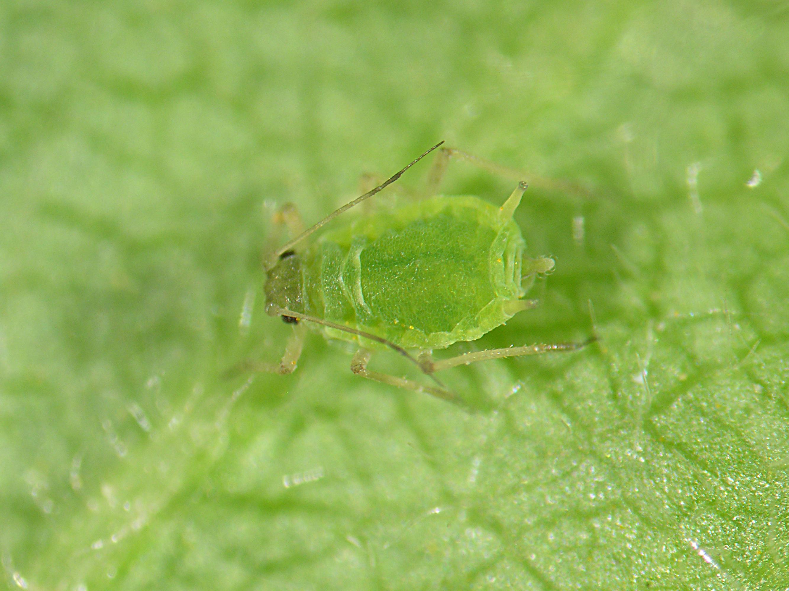 Laboratoire d'expertise et de diagnostic en phytoprotection - MAPAQ