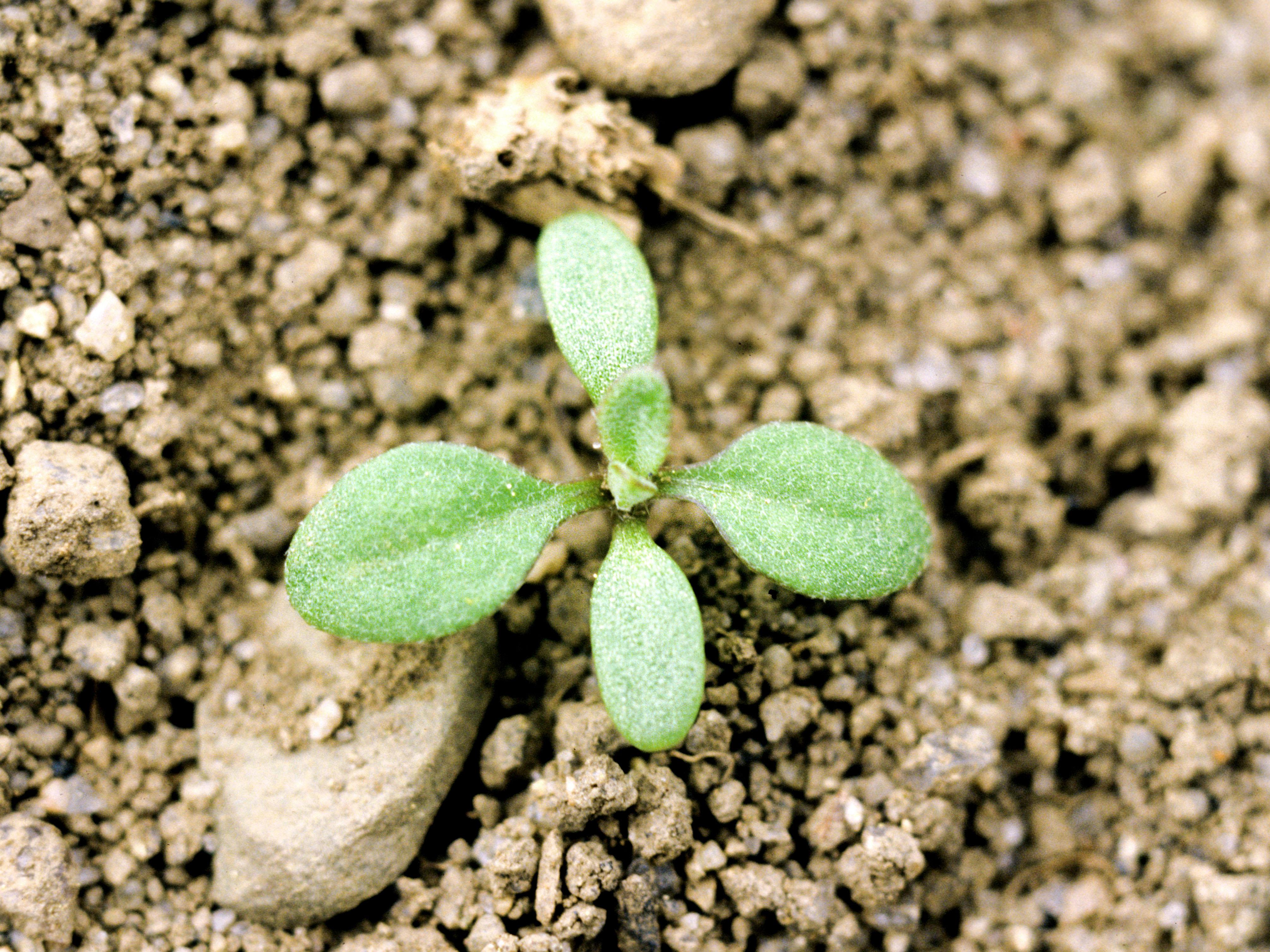 How cotyledon is different from true leaf? - Quora