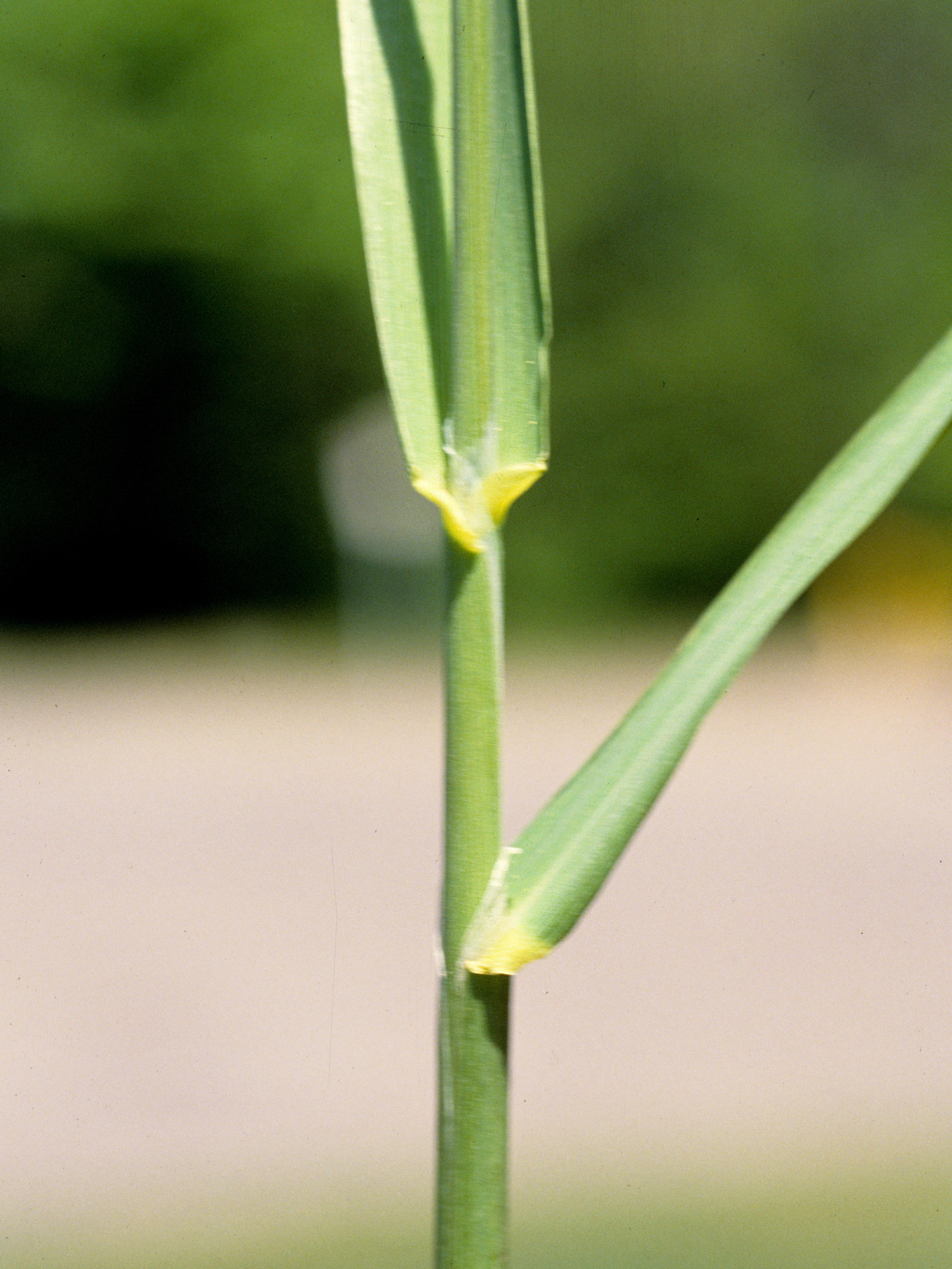 Laboratoire d'expertise et de diagnostic en phytoprotection - MAPAQ