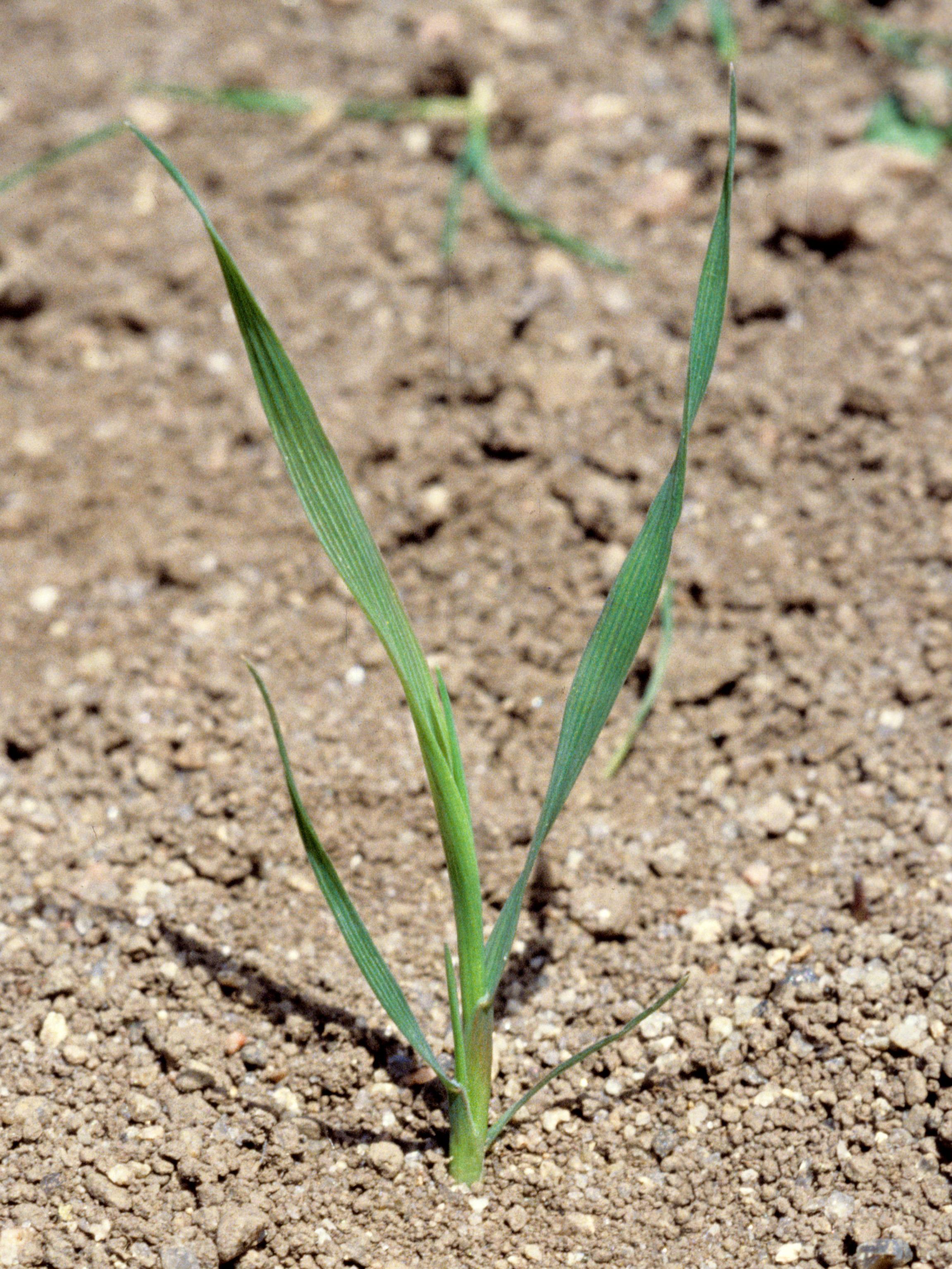 IRIIS phytoprotection - Fiche technique, Fléole des prés - Timothy (syn ...