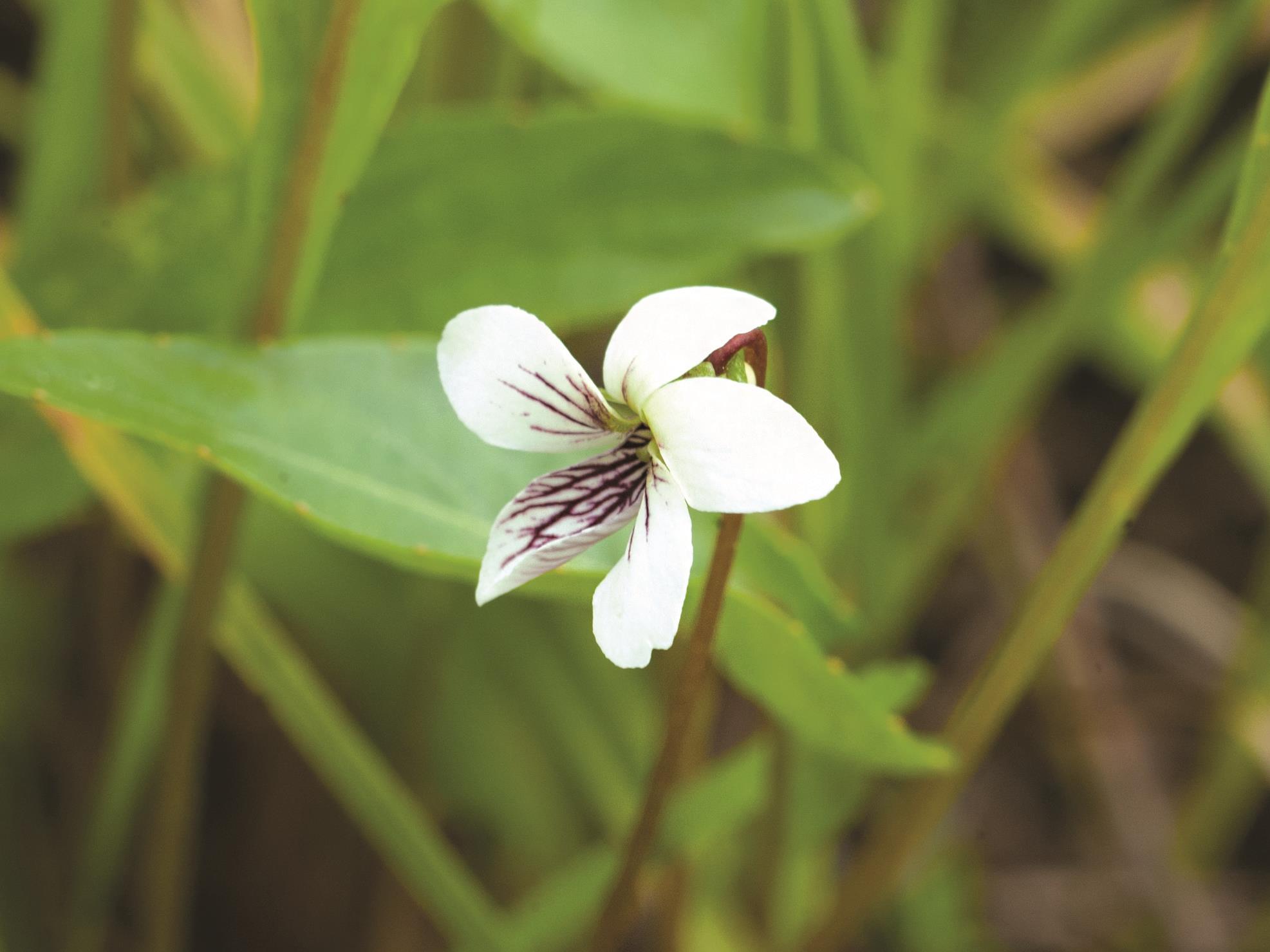 Laboratoire d'expertise et de diagnostic en phytoprotection - MAPAQ