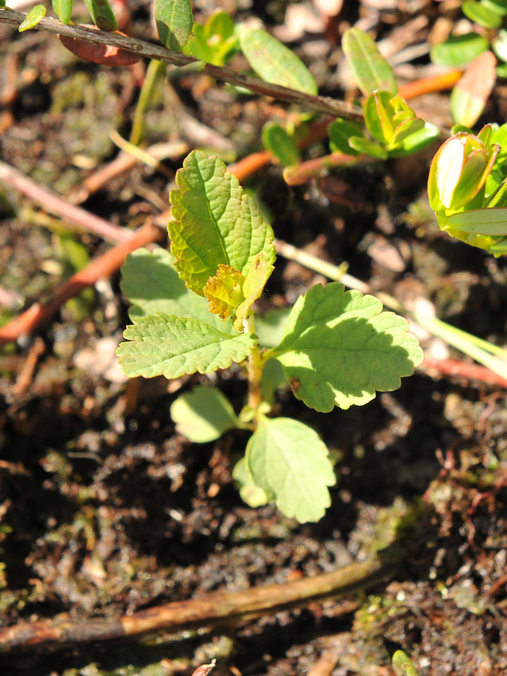 Laboratoire d'expertise et de diagnostic en phytoprotection - MAPAQ