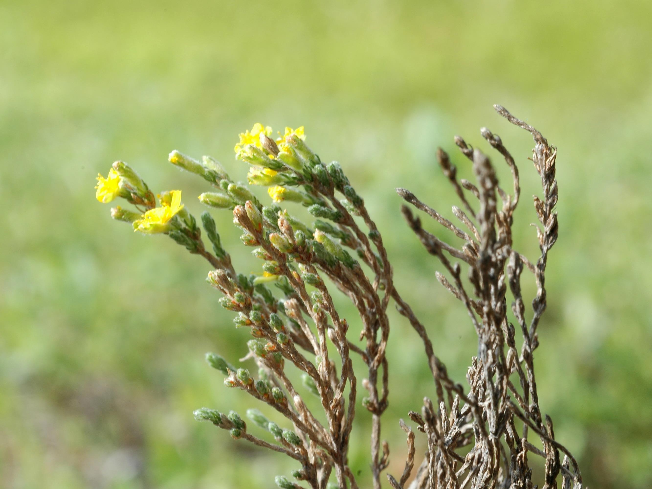 Laboratoire d'expertise et de diagnostic en phytoprotection - MAPAQ