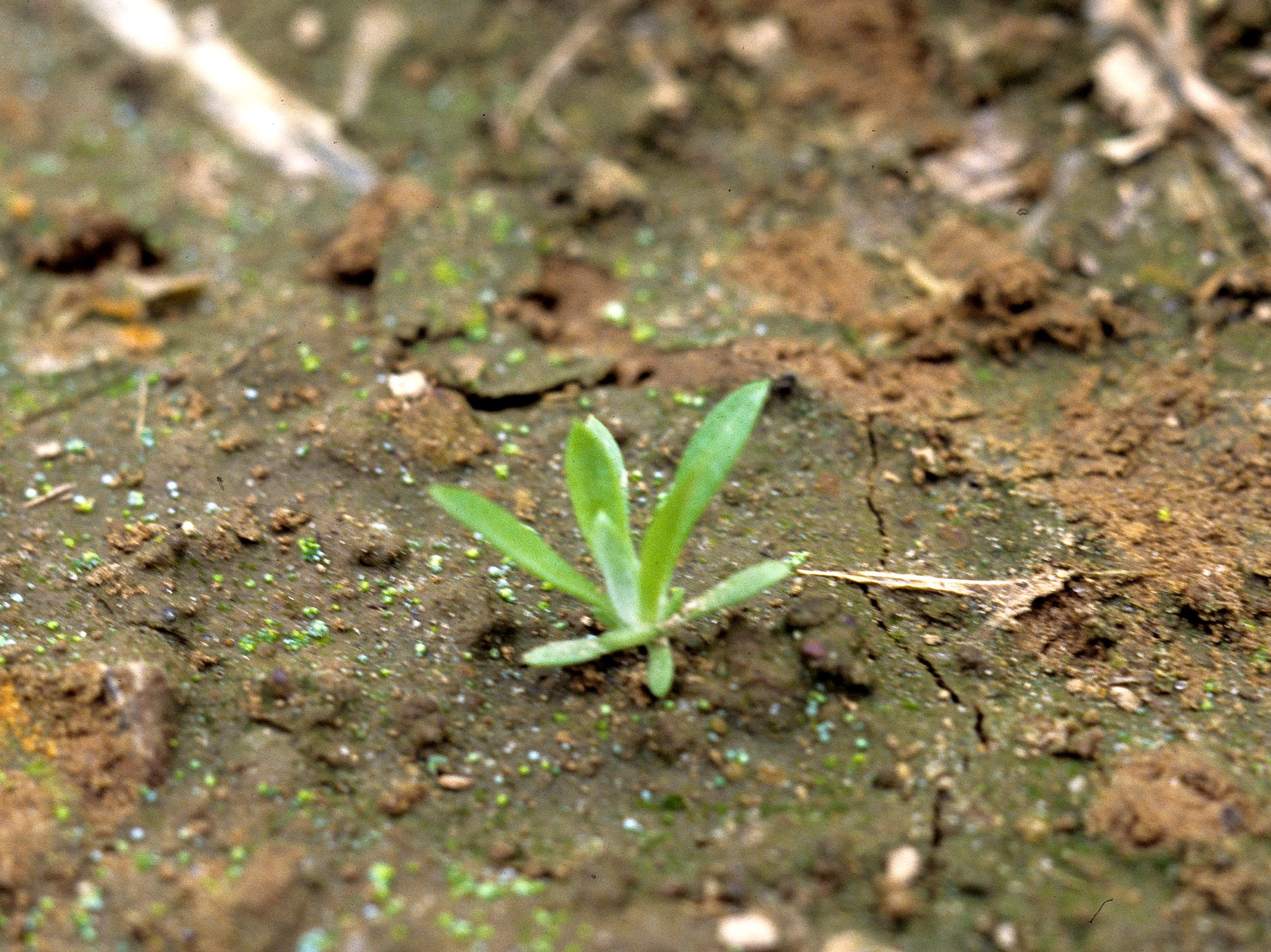 Laboratoire d'expertise et de diagnostic en phytoprotection - MAPAQ