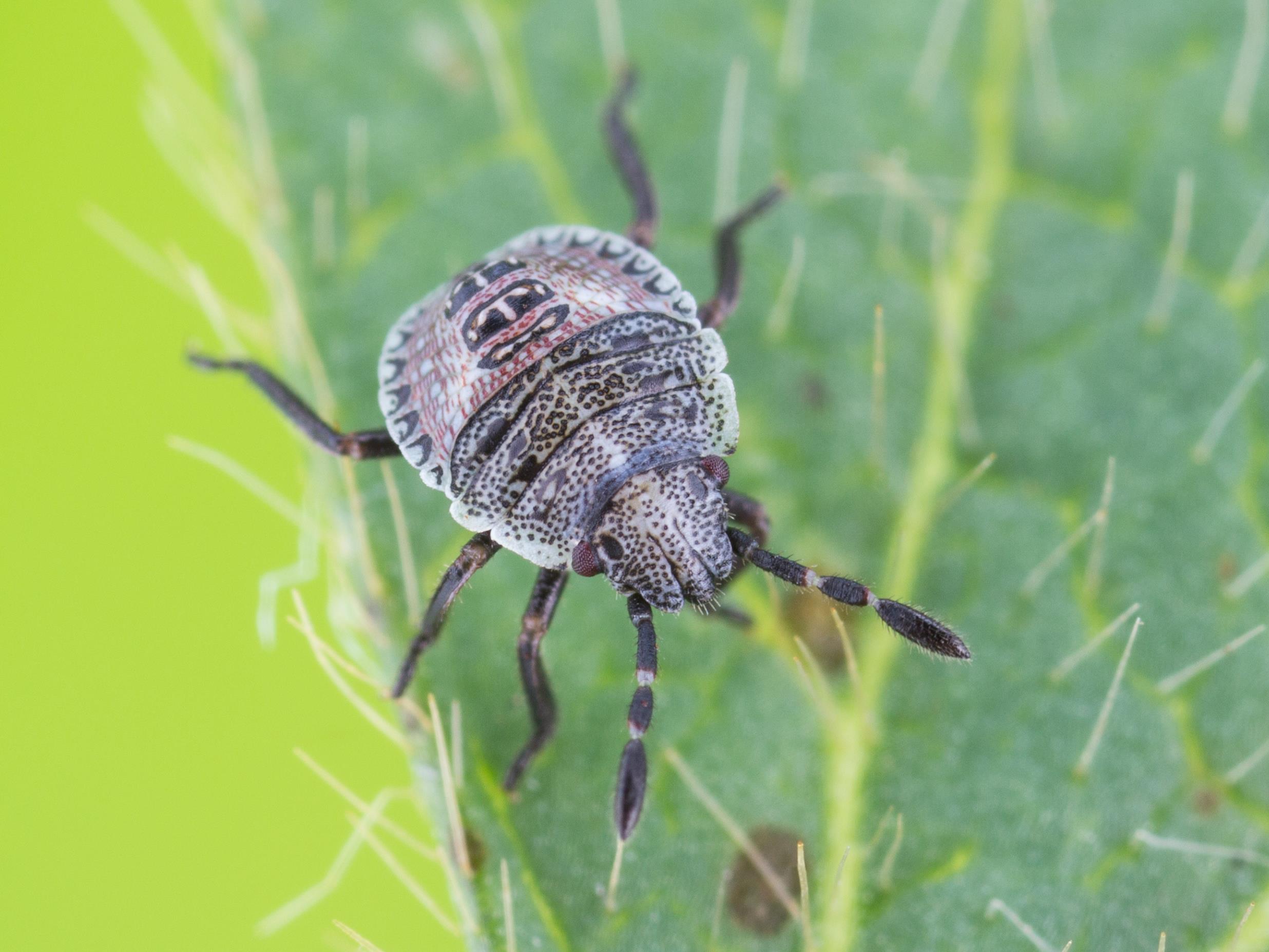 Laboratoire d'expertise et de diagnostic en phytoprotection - MAPAQ