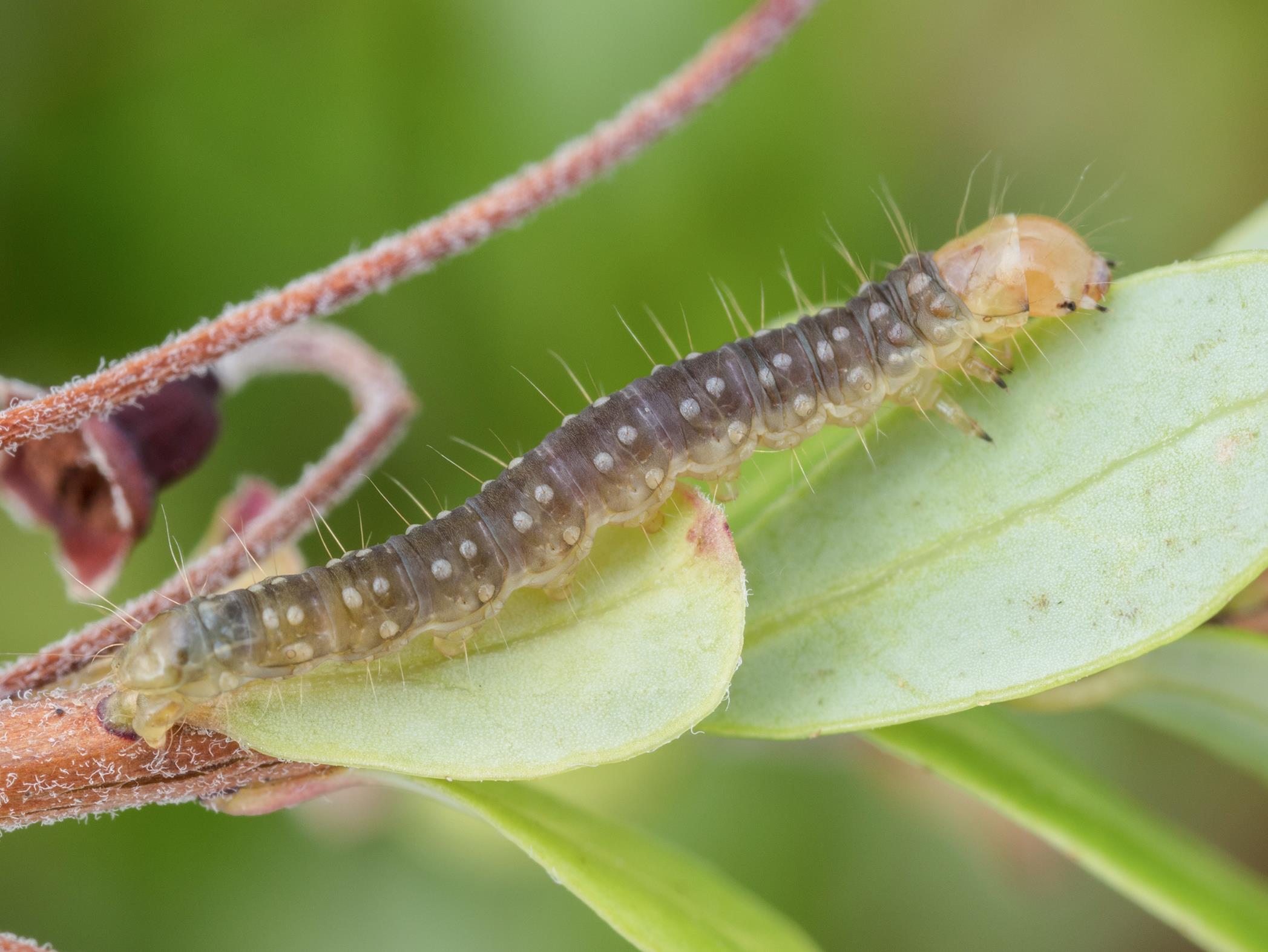 Laboratoire d'expertise et de diagnostic en phytoprotection - MAPAQ