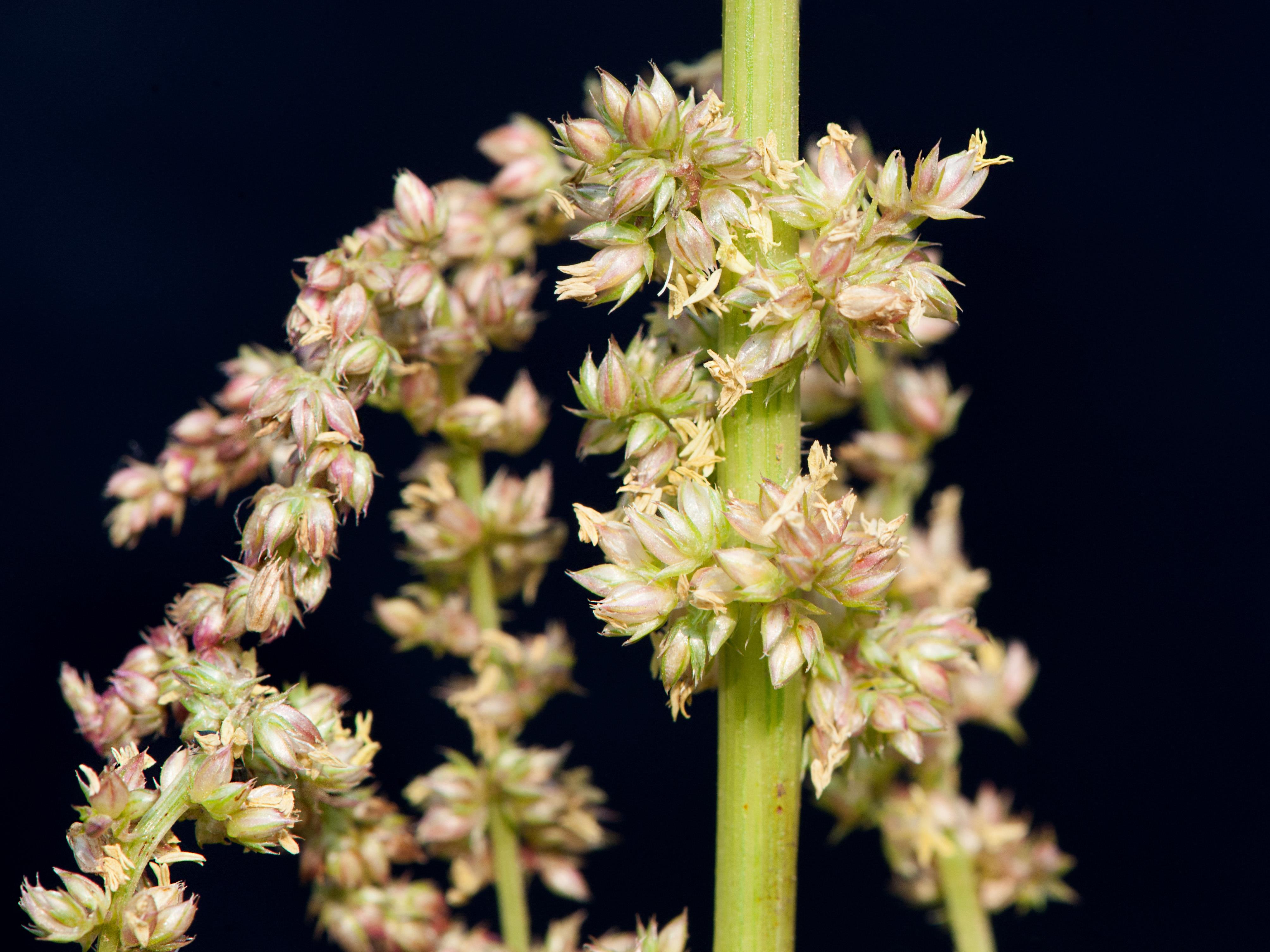 Laboratoire d'expertise et de diagnostic en phytoprotection - MAPAQ