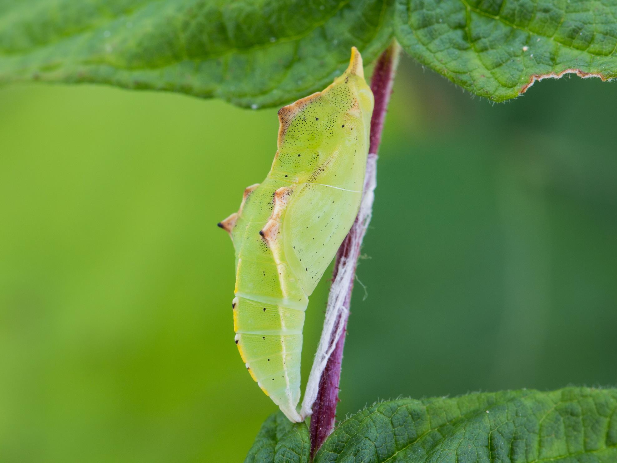 Laboratoire d'expertise et de diagnostic en phytoprotection - MAPAQ