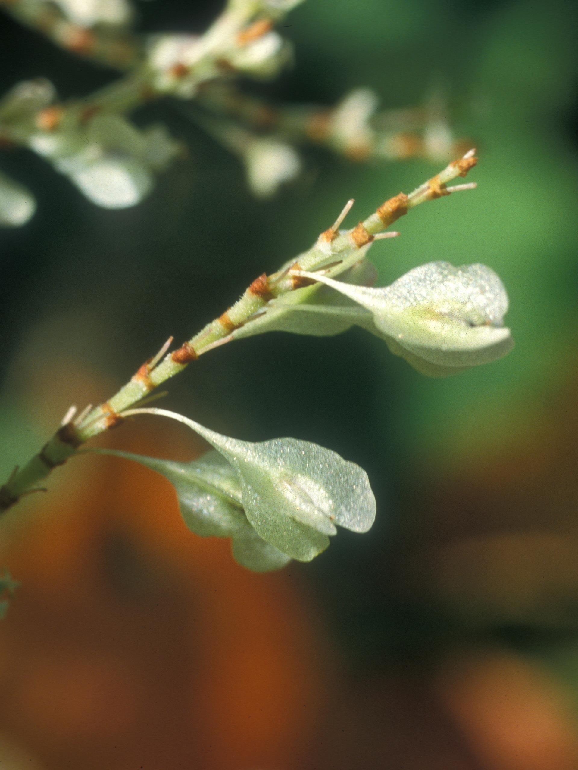 Laboratoire d'expertise et de diagnostic en phytoprotection - MAPAQ