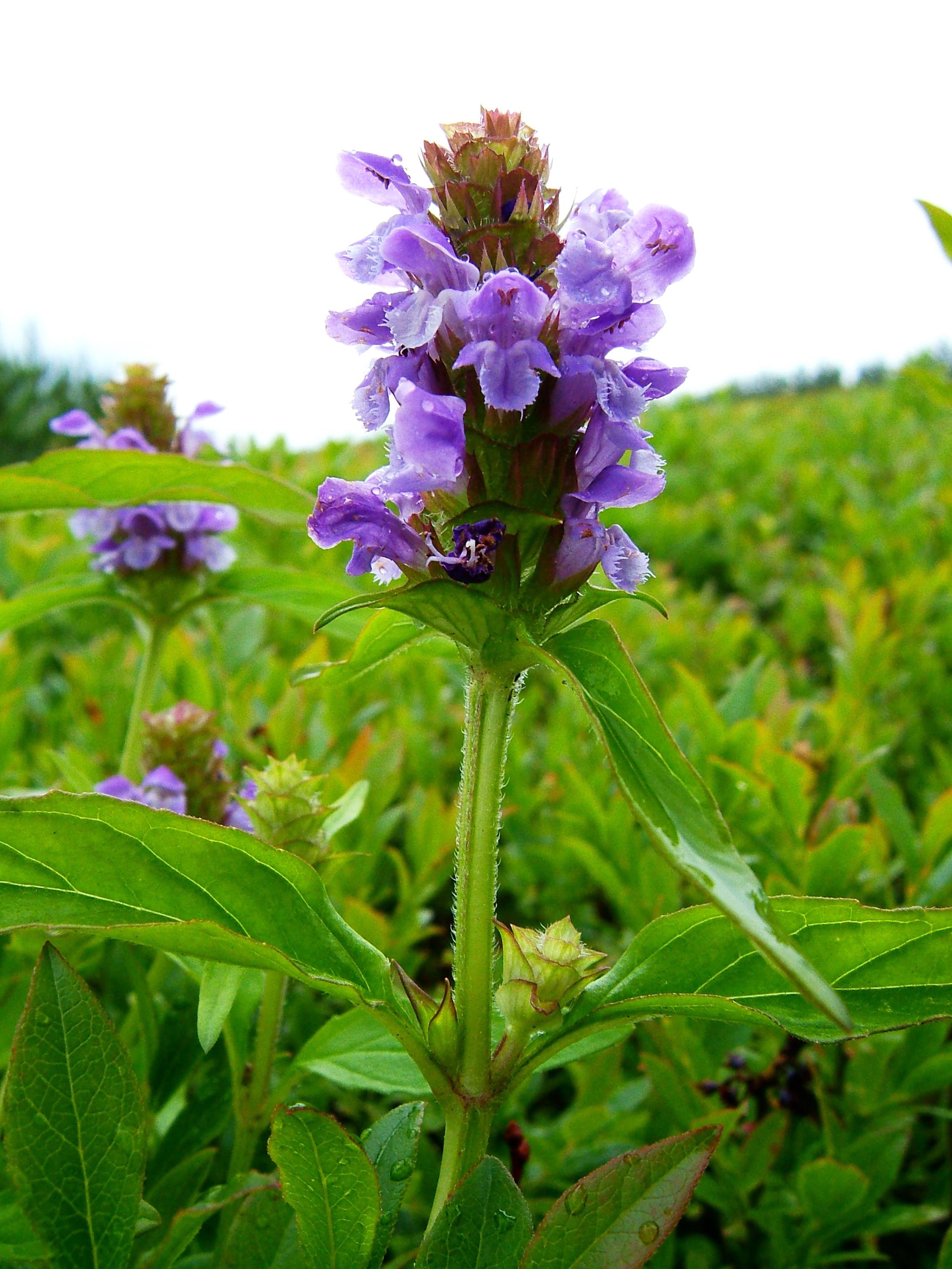 Laboratoire d'expertise et de diagnostic en phytoprotection - MAPAQ