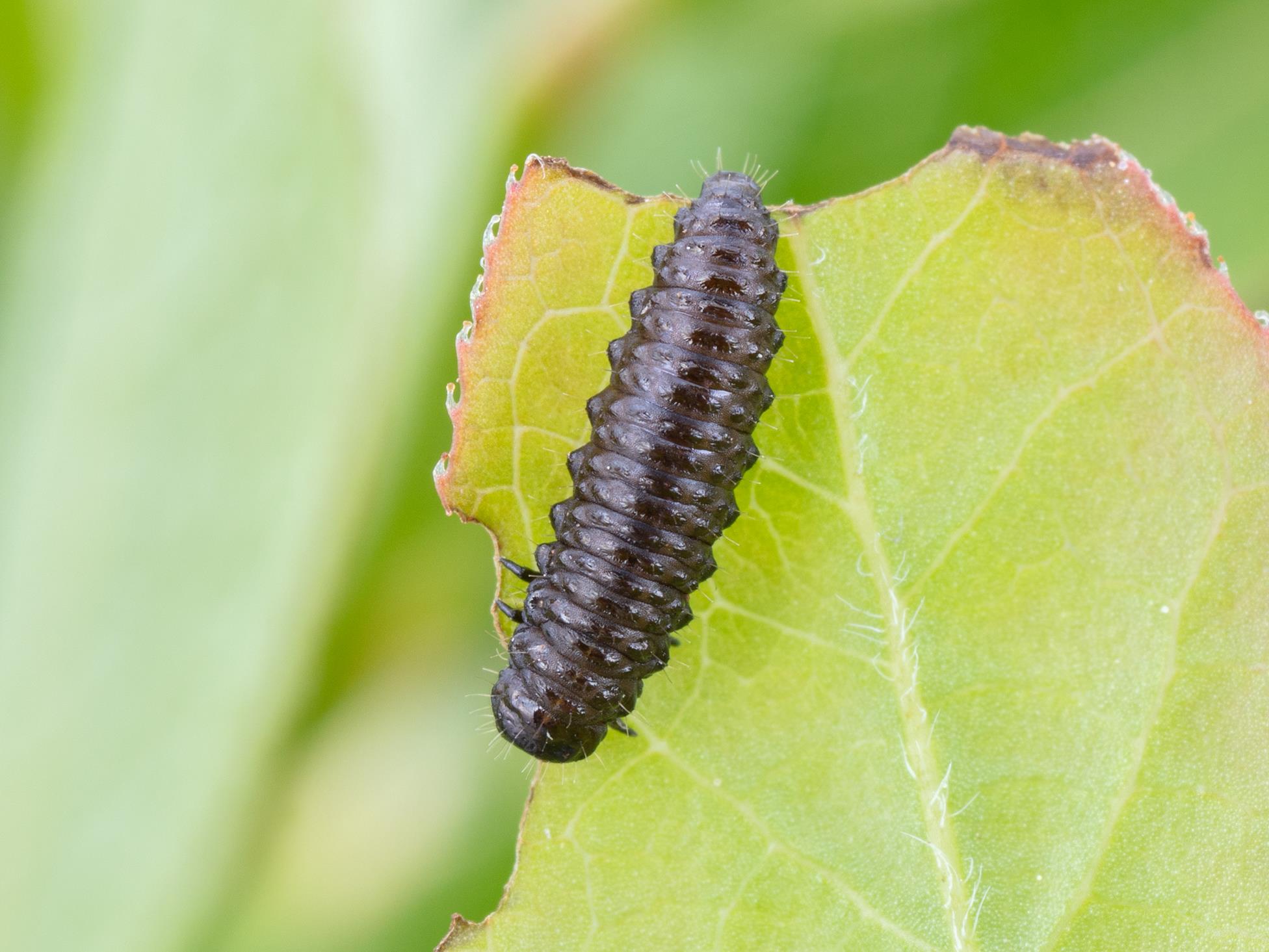 Laboratoire d'expertise et de diagnostic en phytoprotection - MAPAQ