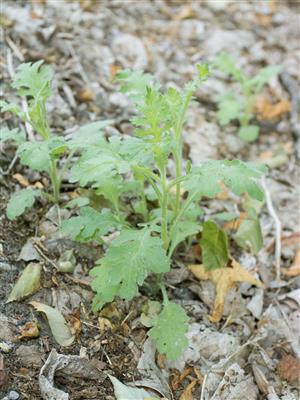 Laboratoire d'expertise et de diagnostic en phytoprotection - MAPAQ