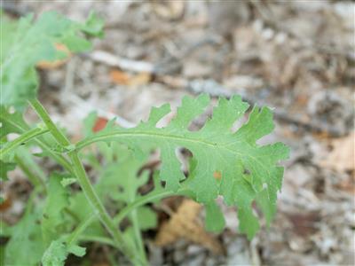 Laboratoire d'expertise et de diagnostic en phytoprotection - MAPAQ