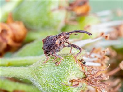 Laboratoire d'expertise et de diagnostic en phytoprotection - MAPAQ