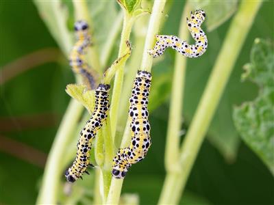 Laboratoire d'expertise et de diagnostic en phytoprotection - MAPAQ