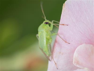 Laboratoire d'expertise et de diagnostic en phytoprotection - MAPAQ