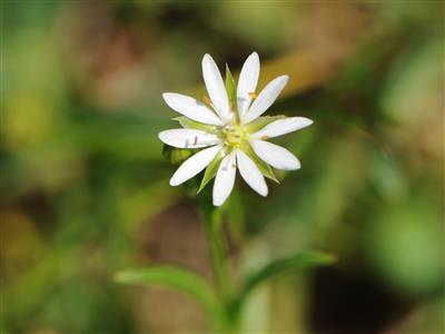 Laboratoire d'expertise et de diagnostic en phytoprotection - MAPAQ