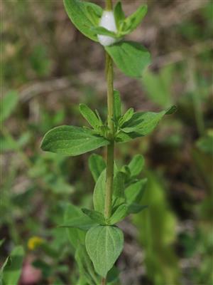 Laboratoire d'expertise et de diagnostic en phytoprotection - MAPAQ