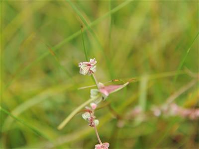 Laboratoire d'expertise et de diagnostic en phytoprotection - MAPAQ