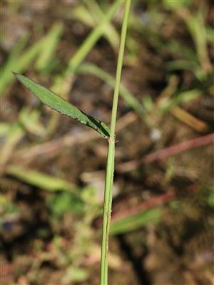 Laboratoire d'expertise et de diagnostic en phytoprotection - MAPAQ