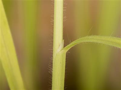 Laboratoire d'expertise et de diagnostic en phytoprotection - MAPAQ