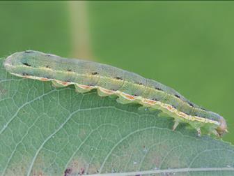 Laboratoire d'expertise et de diagnostic en phytoprotection - MAPAQ