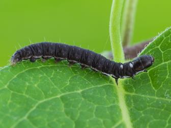 Laboratoire d'expertise et de diagnostic en phytoprotection - MAPAQ