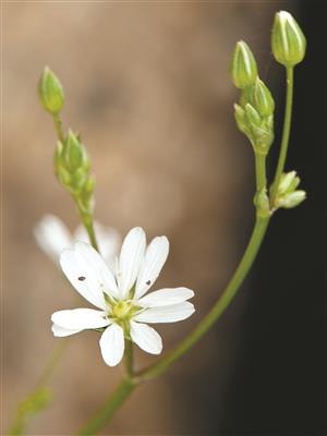 Laboratoire d'expertise et de diagnostic en phytoprotection - MAPAQ