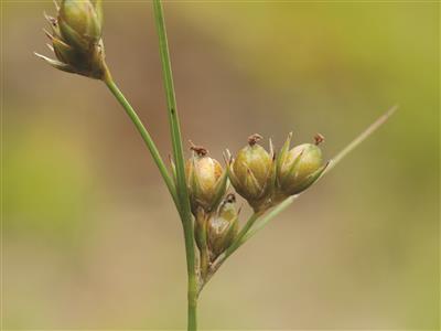 Laboratoire d'expertise et de diagnostic en phytoprotection - MAPAQ