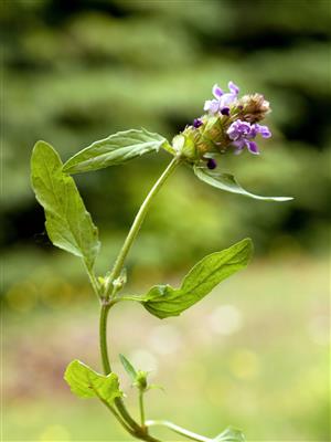 Laboratoire d'expertise et de diagnostic en phytoprotection - MAPAQ