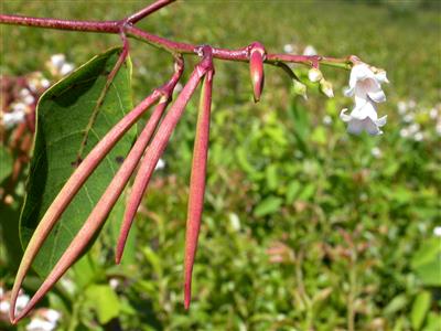 Laboratoire d'expertise et de diagnostic en phytoprotection - MAPAQ