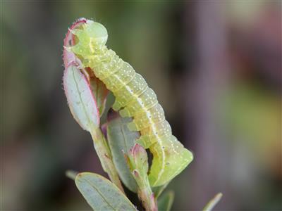 Laboratoire d'expertise et de diagnostic en phytoprotection - MAPAQ