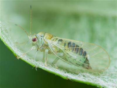 Laboratoire d'expertise et de diagnostic en phytoprotection - MAPAQ