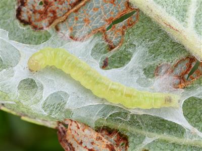 Laboratoire d'expertise et de diagnostic en phytoprotection - MAPAQ