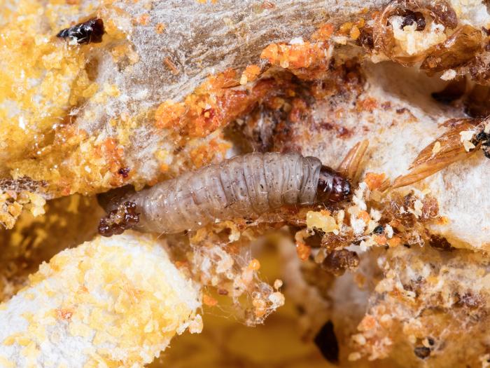 Fausse-teigne de la cire (Galleria mellonella)