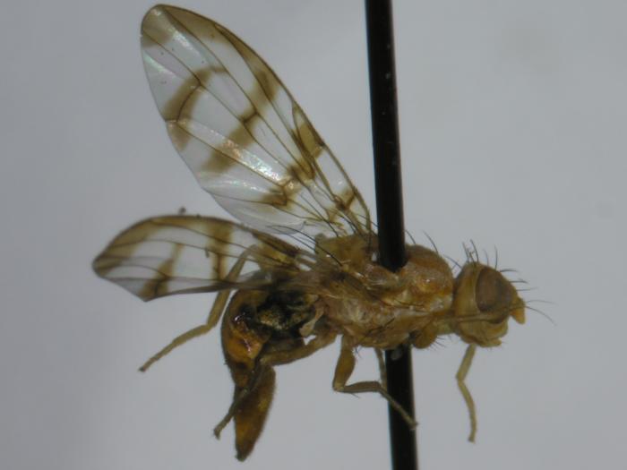 Mouche du groseillier (Euphranta canadensis)
