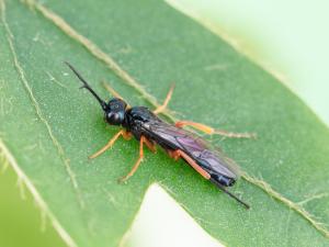 Tenthrède de l’oseille (Ametastegia glabrata)