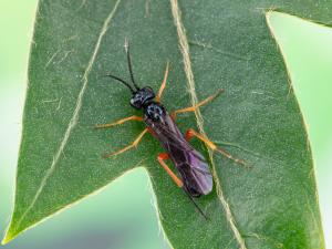 Tenthrède de l’oseille (Ametastegia glabrata)