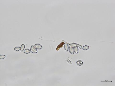 Monilinia_fructicola_2