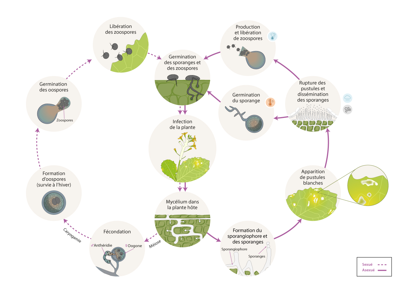 Albugo candida cycle maladie