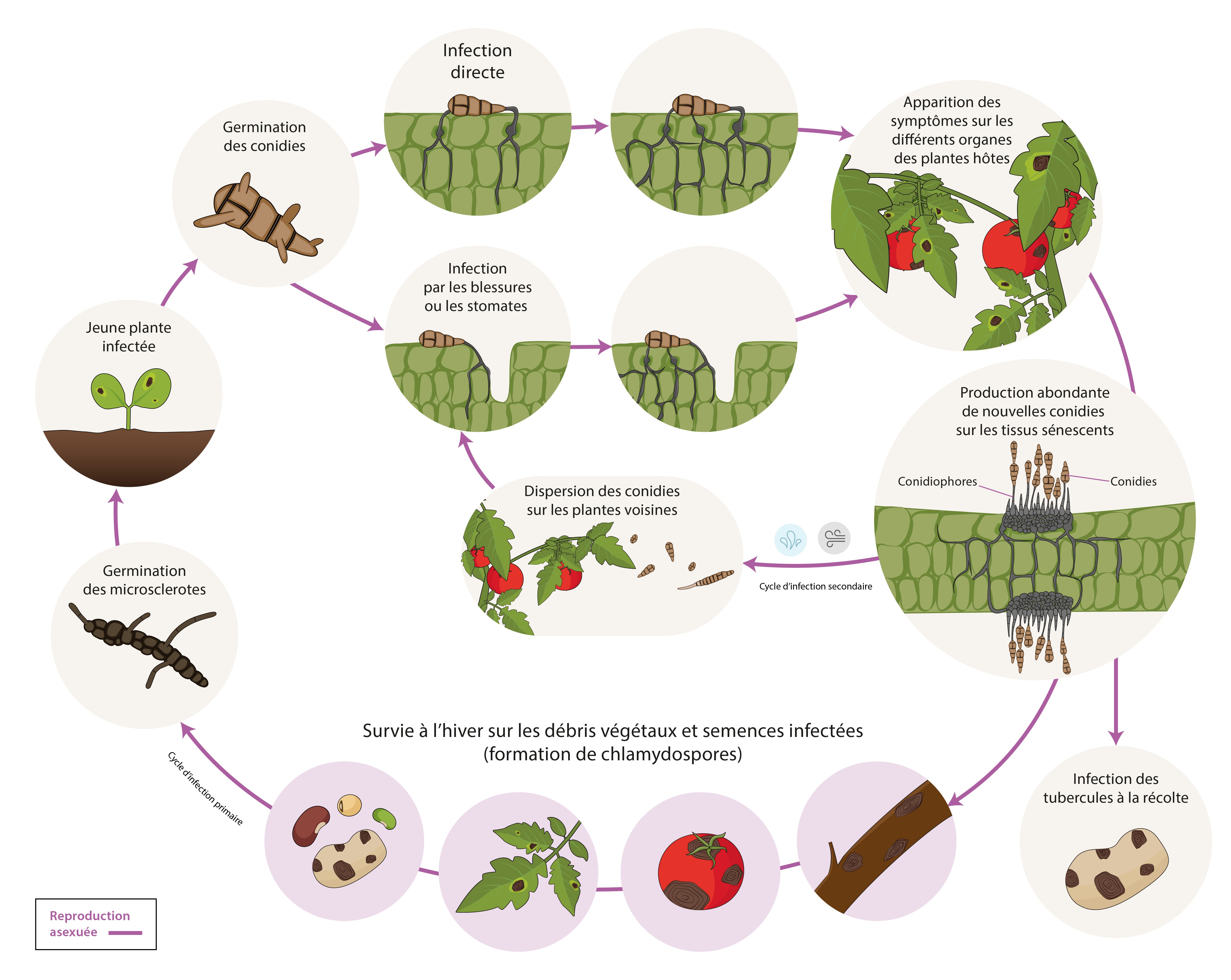 Alternaria sp. Cycle maladie
