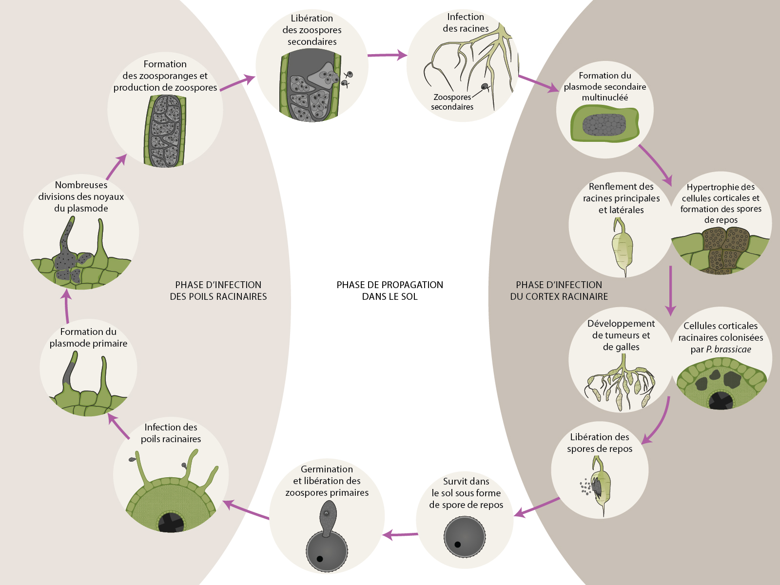 Plasmodiophora brassicae - Cycle maladie