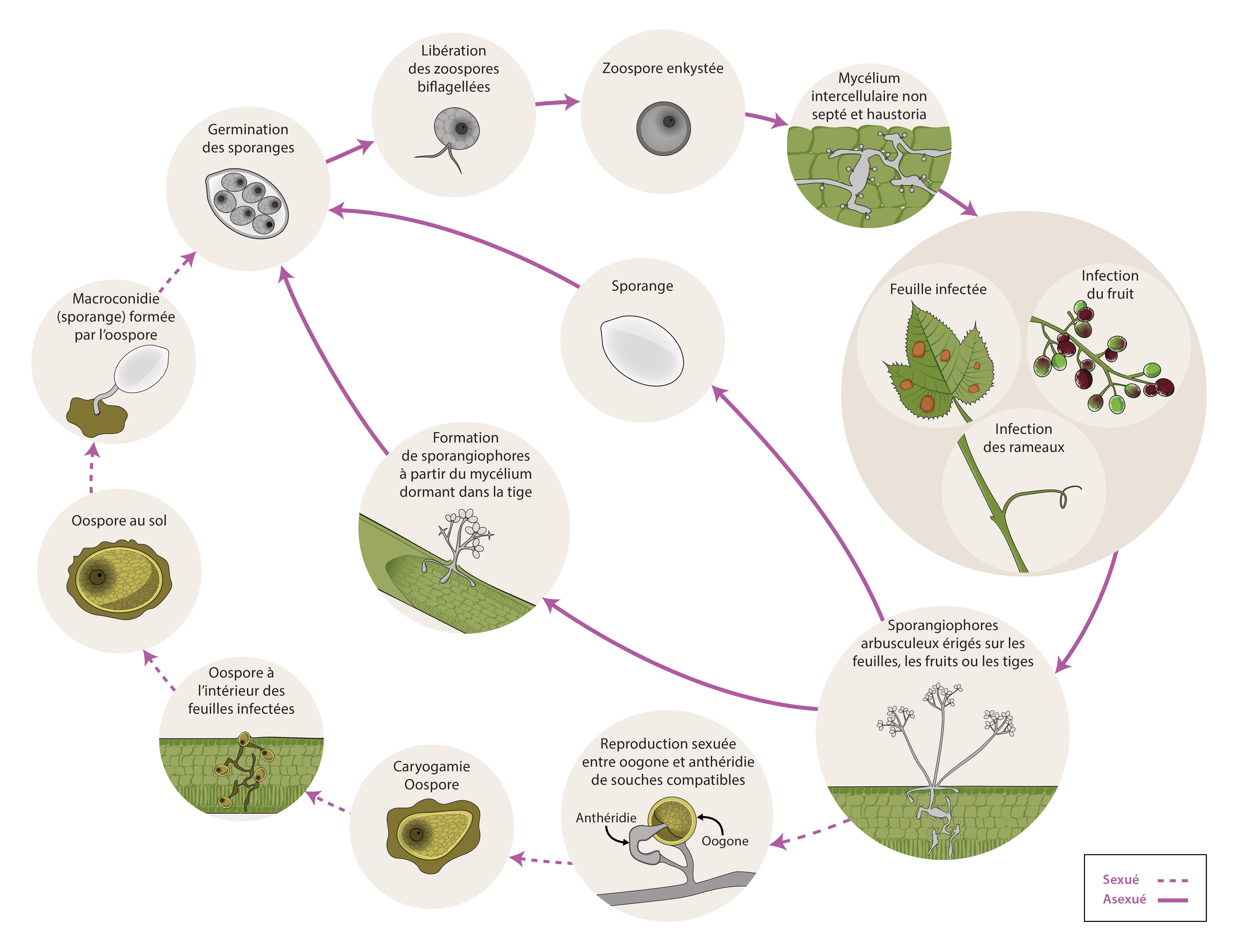 Plasmopara viticola - cycle maladie