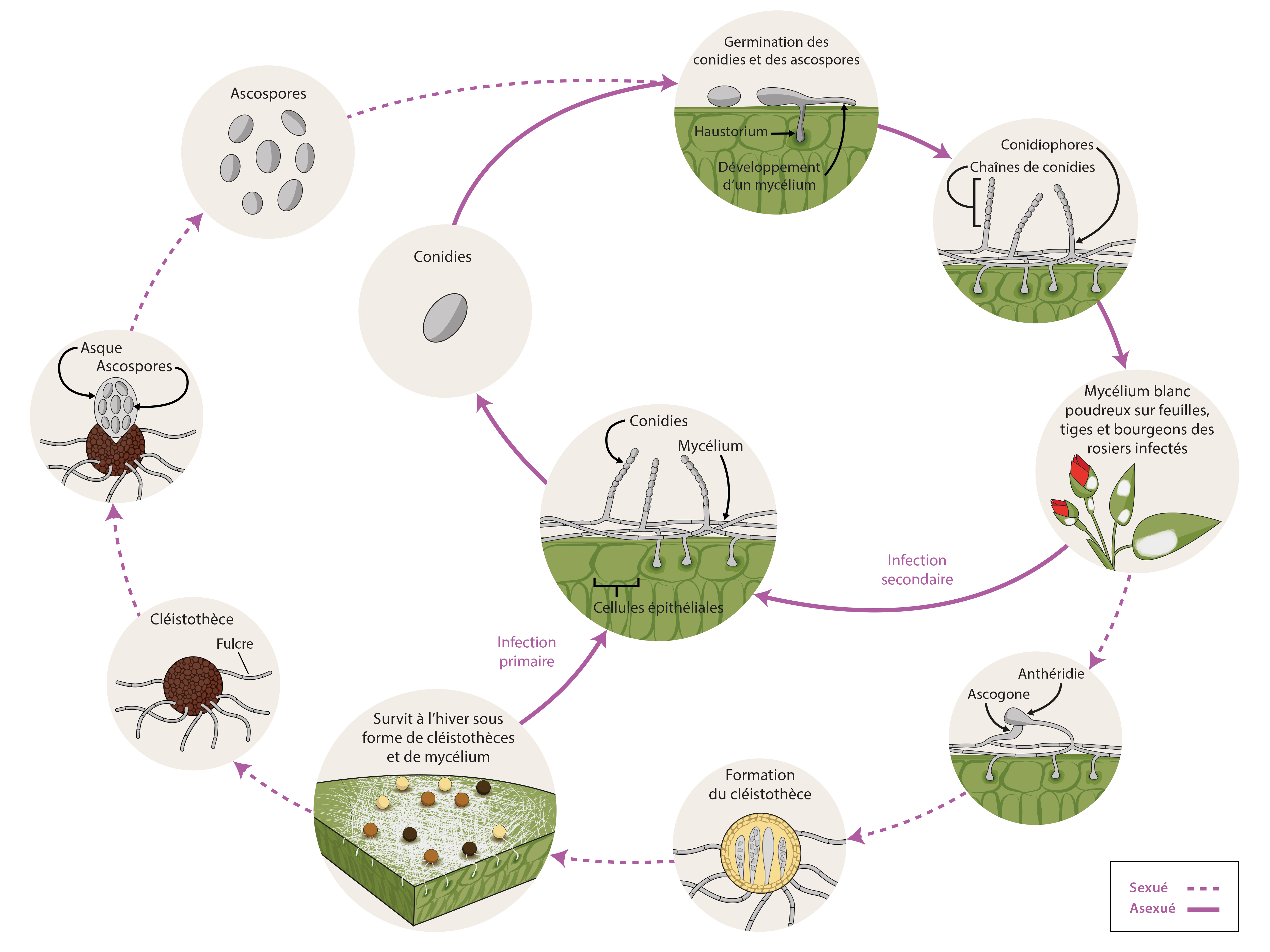 podosphaera panmosa cycle de maladie