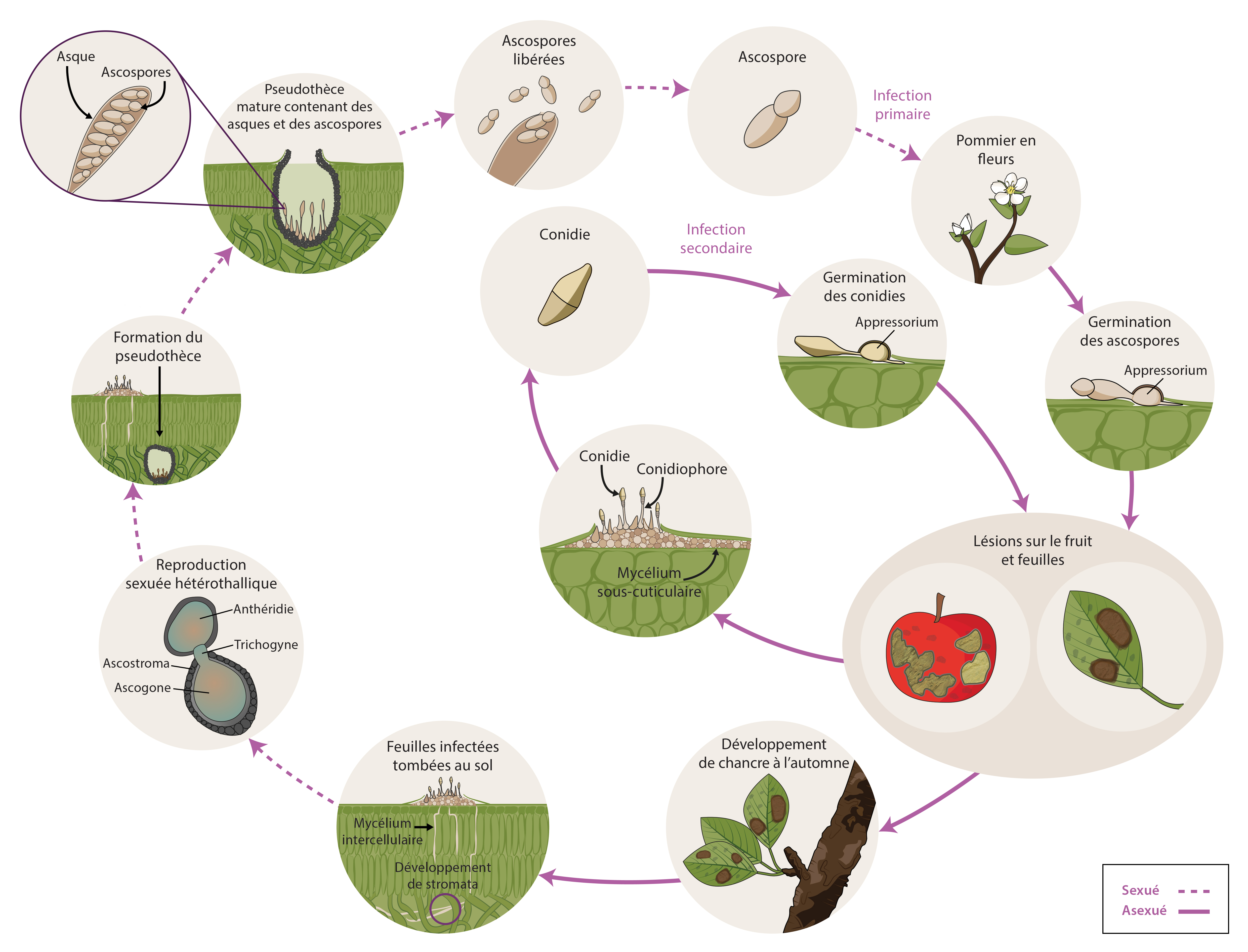 Venturia inaequalis cycle de maladie